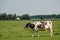 Dutch Brown and White cows mixed with black and white cows in the green meadow grassland, Urk Netherlands