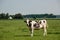 Dutch Brown and White cows mixed with black and white cows in the green meadow grassland, Urk Netherlands