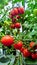 Dutch Bucket Hydroponic Tomatoes