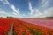 Dutch bulb fields in the vicinity of Hillegom with blooming tulips in red and pink