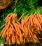 Dutch carrots for sale