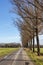 Dutch country road in agricultural landscape with bare trees
