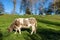 Dutch countryside with green grass with a dairy cow with dark grayish white fur grazing quietly