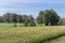 Dutch countryside in region Twente with corn field and farmhouse