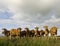 Dutch Cows Feeding