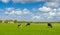 Dutch cows with green grassland in spring