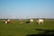 Dutch cows during Spring in the Netherlands with on the background windmills in the Noordoostpolder Netherlands