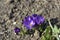 Dutch crocus Grand Maitre