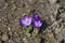 Dutch crocus Grand Maitre