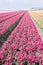 Dutch cultivation of tulip flower bulbs in spring