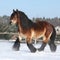 Dutch draught horse with long mane running in snow