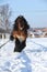 Dutch draught horse with long mane running in snow