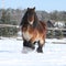 Dutch draught horse with long mane in the snow