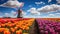 Dutch Dreams: Colorful Tulip Field with Iconic Windmill