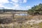 Dutch dune reserve with a pond with little water, wild grass, dry heather, green trees and pines