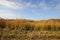 Dutch dunes dry red yellow grass background and blue sky