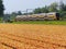 Dutch electric intercity train passing tulip flower fields