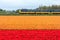 Dutch electric sprinter train passing flower fields