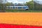 Dutch electric sprinter train passing flower fields