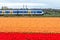 Dutch electric sprinter train passing flower fields