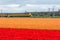 Dutch electric train passing flower fields