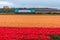 Dutch electric train passing flower fields