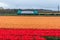Dutch electric train passing flower fields