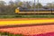 Dutch electric train passing through typical Dutch spring flower fields