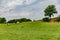 Dutch farm surrounded by fences with cows peacefully grazing with trees with green foliage in the background