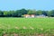 Dutch farmhouse crops patatoes fields plantation, Netherlands
