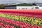 Dutch farmland with barn and colorful tulip field