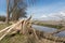 Dutch farmland with blown down tree after heavy spring storm