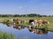 Dutch farmland with cattle