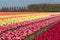 Dutch farmland with colorful tulip fields