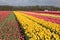 Dutch farmland with colorful tulip fields