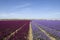 Dutch field of hyacinth flowers