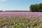 Dutch field with purple blooming anemones