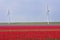 Dutch field of tulips with windmills behind it