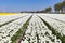 Dutch fields with white tulips and wind turbines