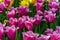 Dutch flowers Tulips Mixed Colors