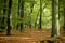 Dutch forest in autumn