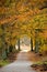 Dutch forest in autumn with a trail