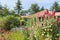 Dutch garden with colorful blooming hollyhocks