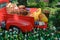 Dutch garden still life with lots of tulip bulbs and clogs on bed of red truck in flowerbed with flowering colorful tulips