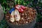 Dutch garden still life with lots of tulip bulbs and clogs in tub standing in flowerbed. Exhibition in Flower Dome, Singapore