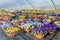 Dutch greenhouse with  colorful violets and irrigation