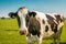 Dutch group of cows in the meadow in the Noordoostpolder Flevoland during Spring in the Netherlands