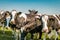 Dutch group of cows in the meadow in the Noordoostpolder Flevoland during Spring in the Netherlands