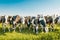 Dutch group of cows in the meadow in the Noordoostpolder Flevoland during Spring in the Netherlands