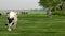 Dutch group of cows outside during sunny Spring weather in the Netherlands Noordoostpolder Flevoland